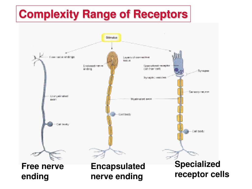 PPT Chapter 18 General & Special Senses PowerPoint Presentation ID