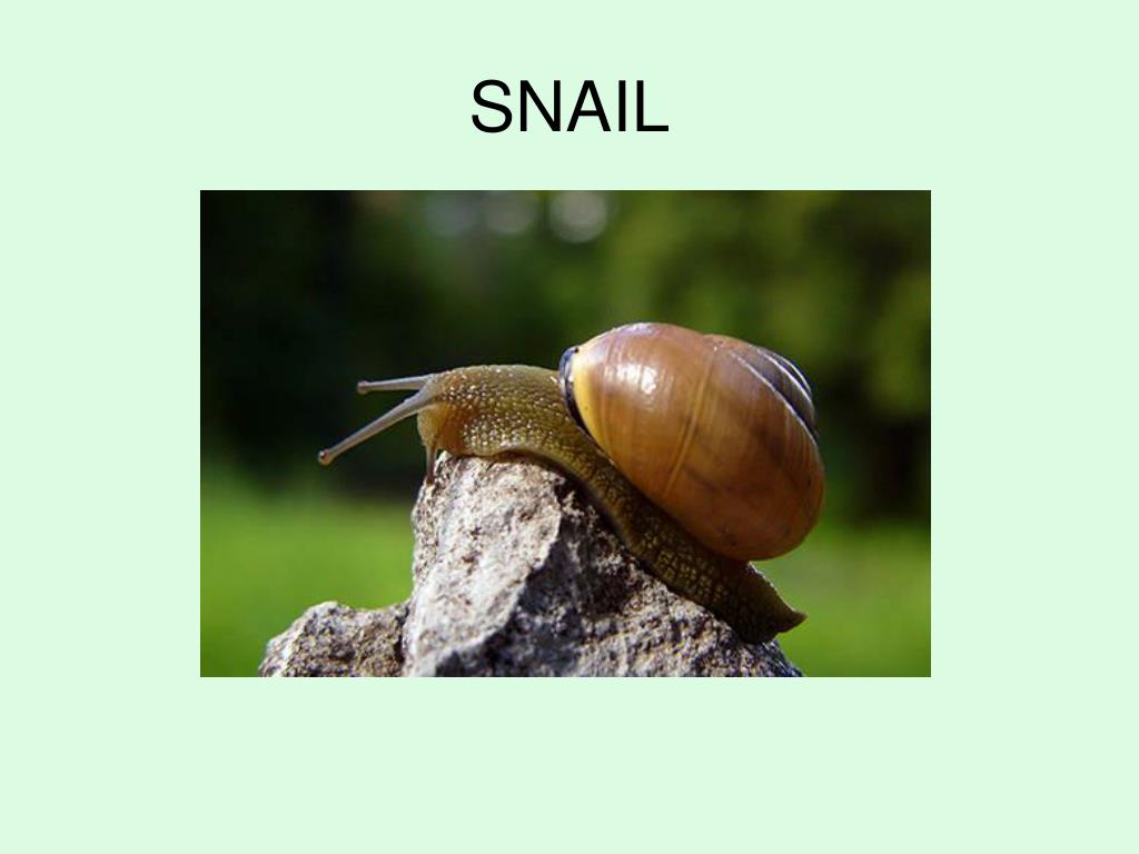 PPT Mollusk Characteristics PowerPoint Presentation, free download