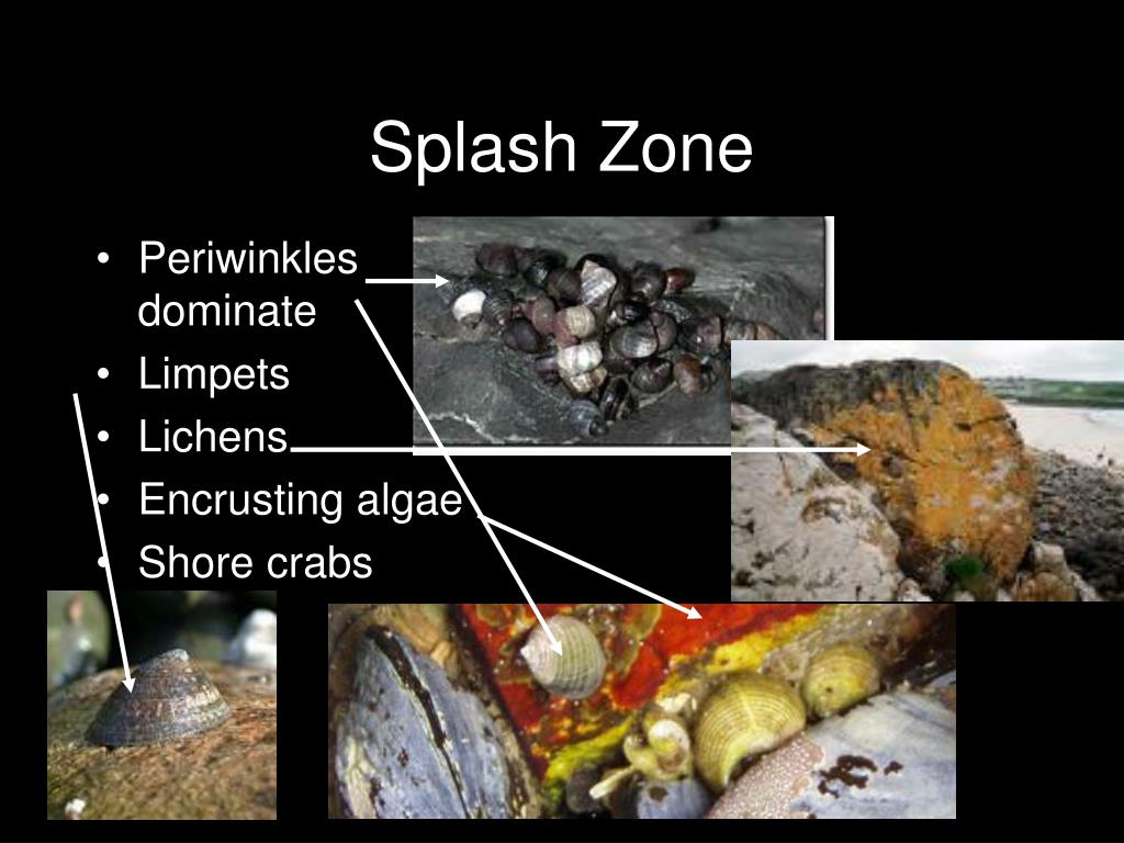 PPT Intertidal Glory PowerPoint Presentation, free download ID1430373