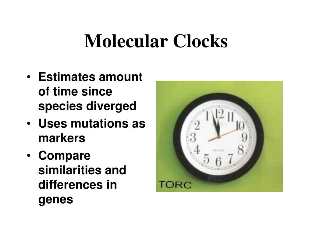 PPT Modern Evolutionary Classification Notes Ch. 18.2 PowerPoint
