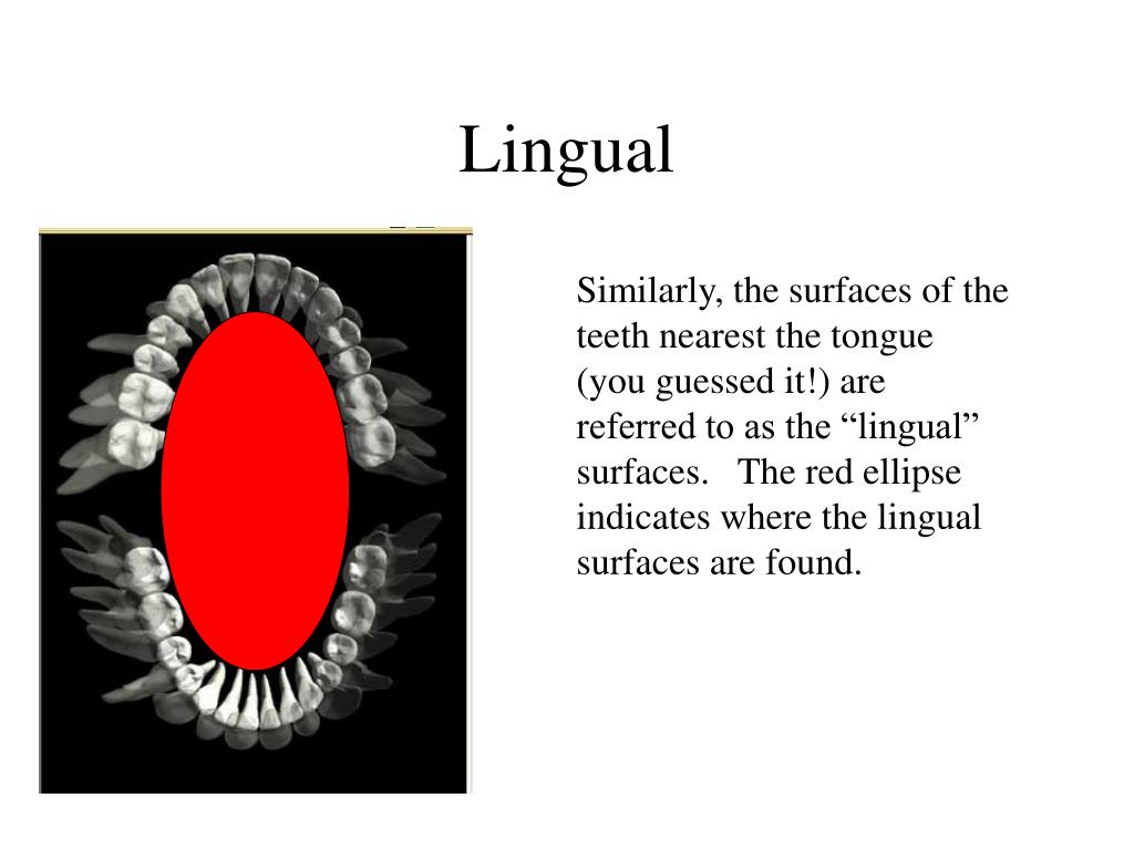 PPT Introduction to Dental Terms PowerPoint Presentation, free