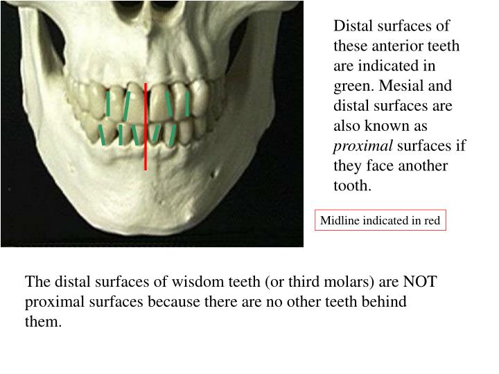 PPT Introduction to Dental Terms PowerPoint Presentation ID1430757