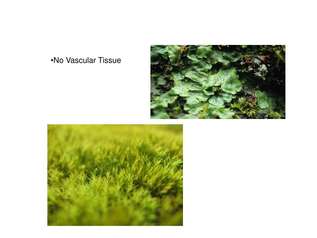 PPT Plant ID Game PowerPoint Presentation, free download ID1431396