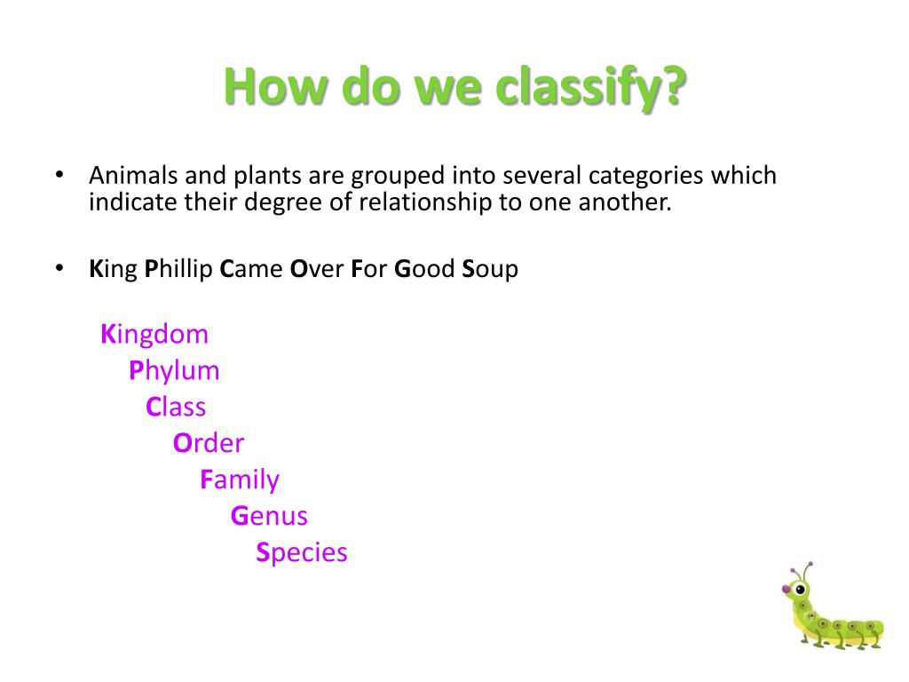 PPT The Importance of Insects PowerPoint Presentation, free download