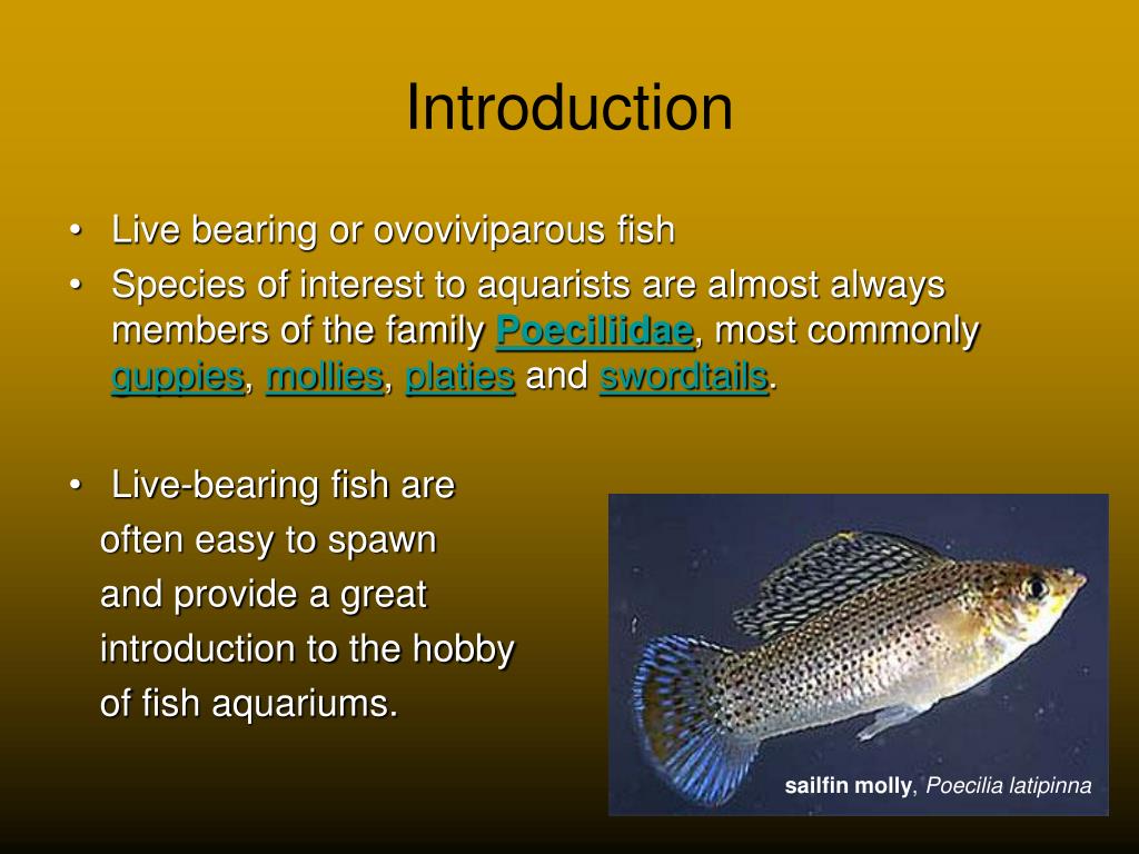 PPT Live Bearing Fish Reproduction PowerPoint Presentation, free