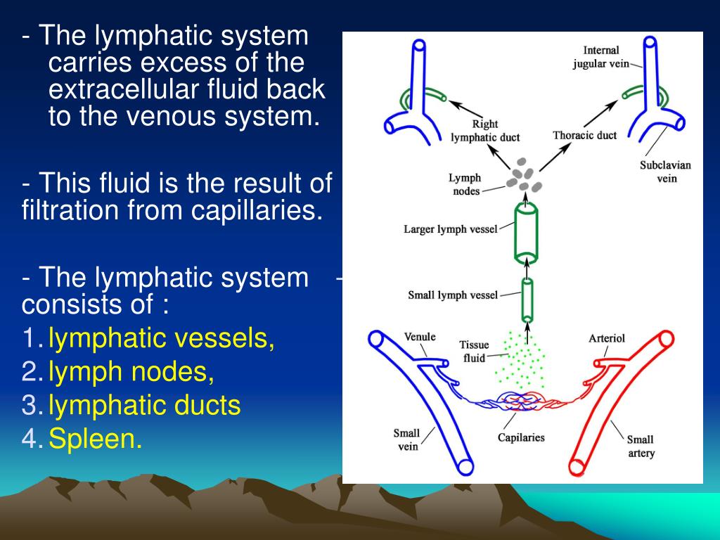 PPT Lymphatic System and Axillary Lymph Nodes PowerPoint Presentation