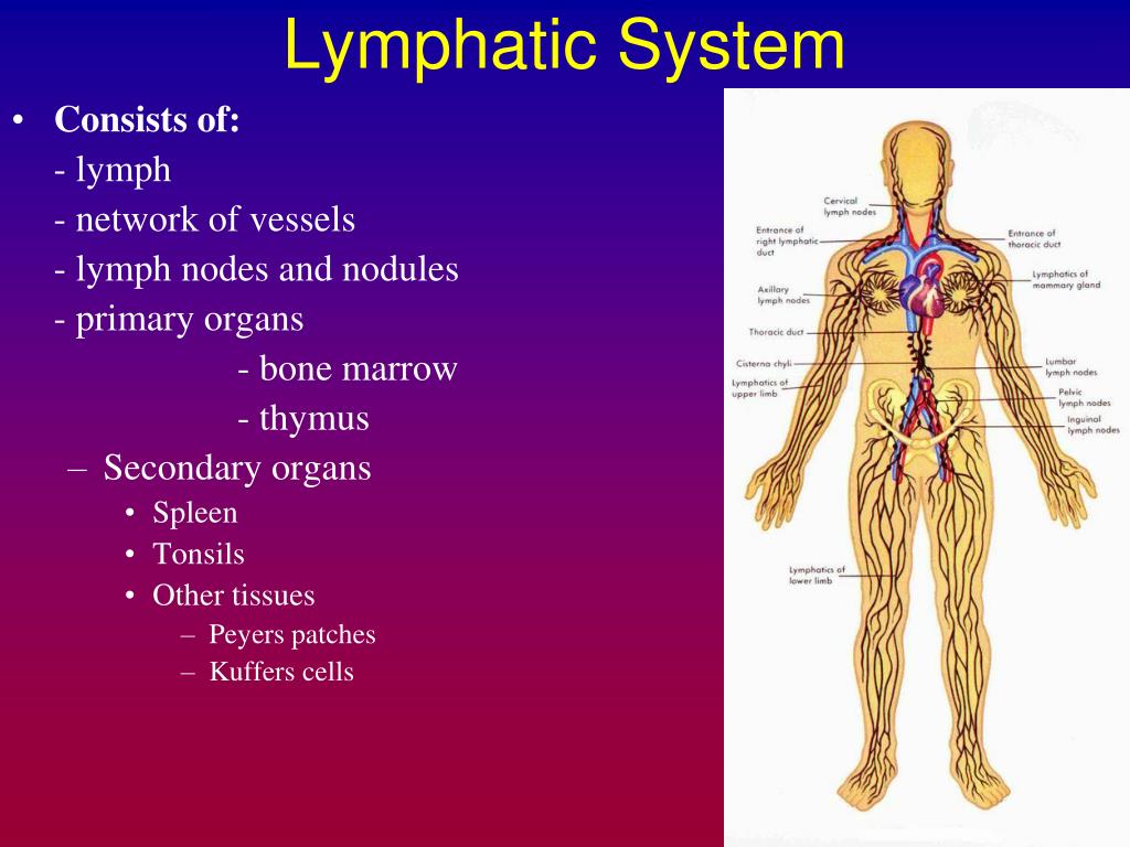 PPT The Lymphatic System PowerPoint Presentation, free download ID