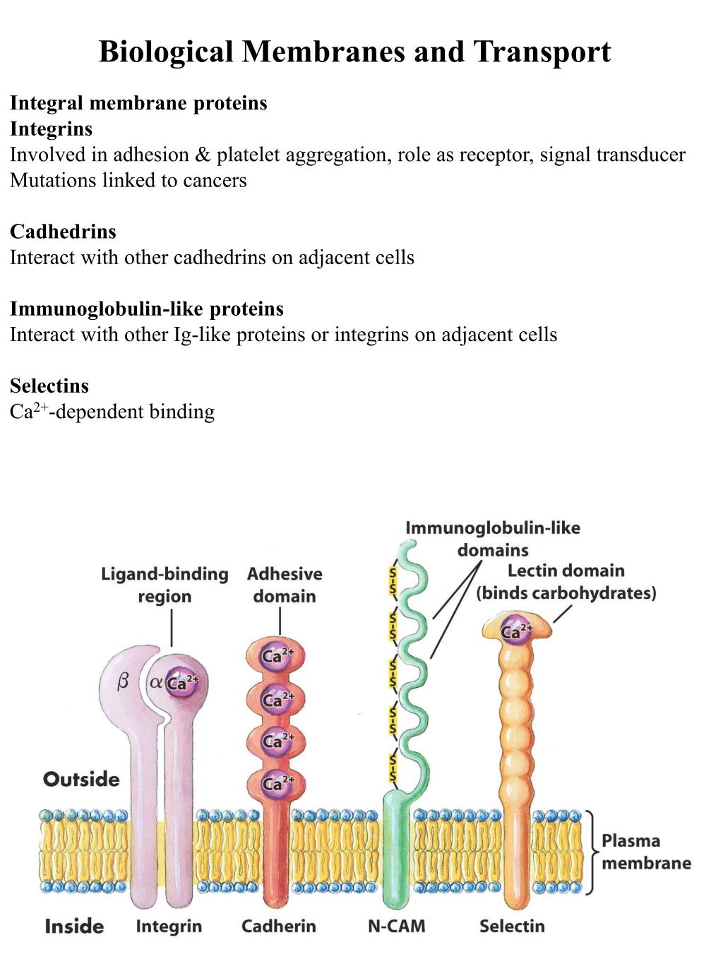 PPT Biological Membranes and Transport PowerPoint Presentation, free