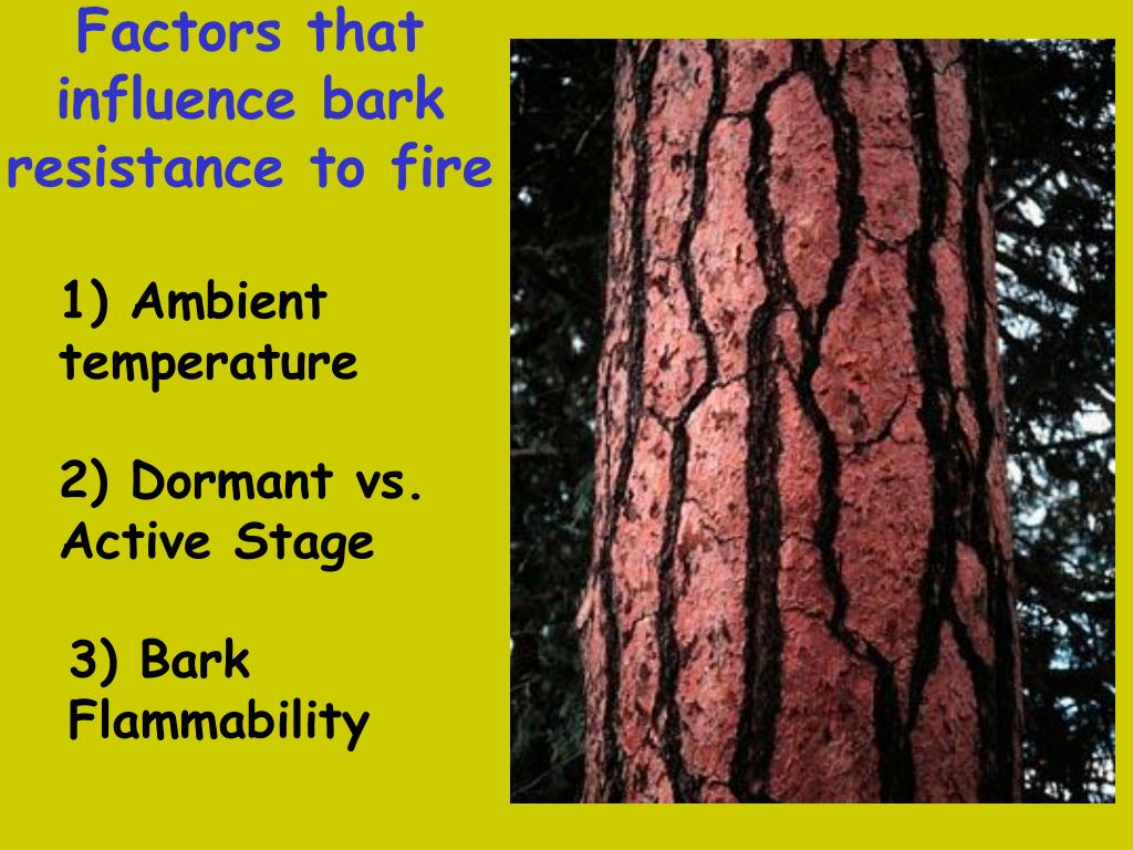 PPT Plant and Animal Adaptations to Fire PowerPoint Presentation