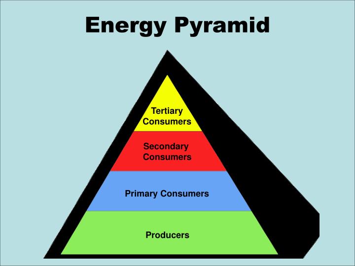 PPT An Ocean of Food Chains and Food s PowerPoint Presentation
