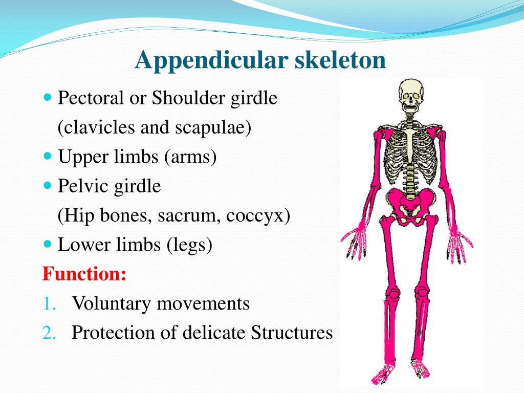 Appendicular Skeleton Definition | My XXX Hot Girl