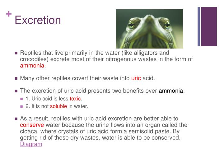 PPT Reptiles and Birds PowerPoint Presentation ID144222