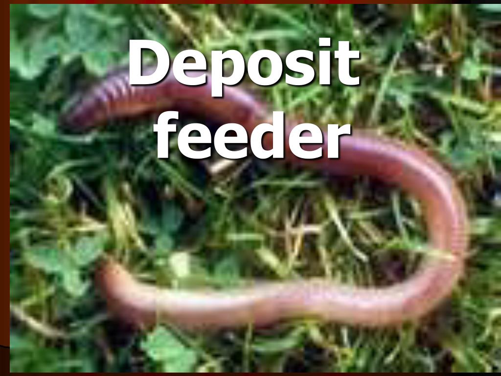 PPT Basic Functions of the Structures of Animals PowerPoint