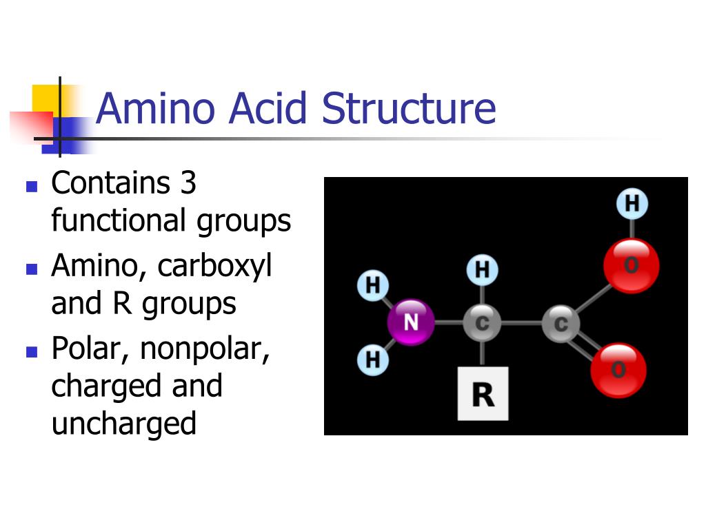 PPT Chapter 5 The Structure and Function of Macromolecules PowerPoint