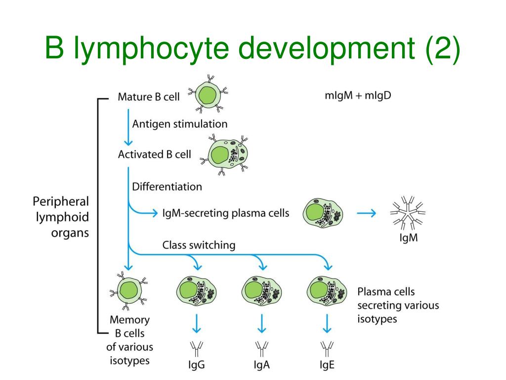 PPT Antibody Diversity PowerPoint Presentation, free download ID144339