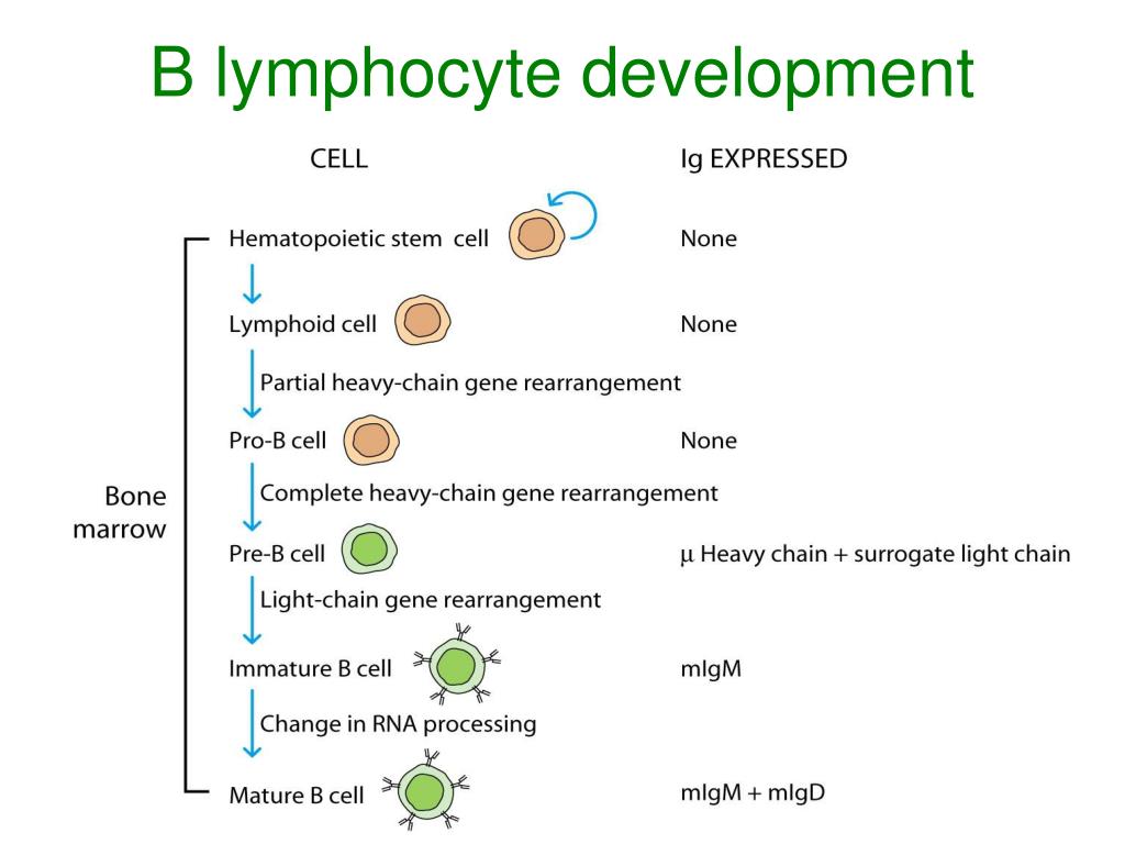 PPT Antibody Diversity PowerPoint Presentation, free download ID144339