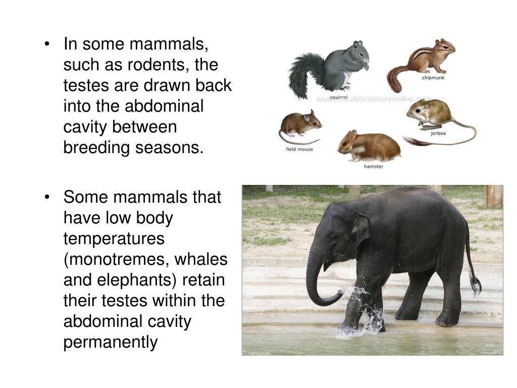 PPT Male Reproductive System PowerPoint Presentation, free download