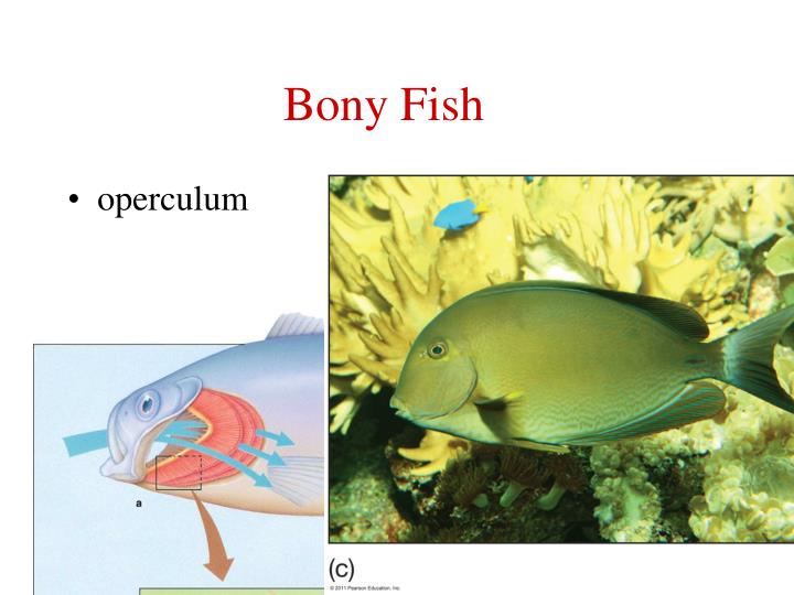 PPT Nekton PowerPoint Presentation ID1444496