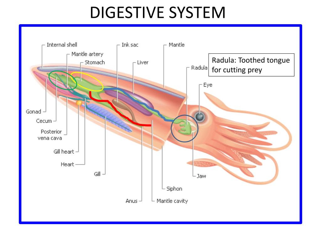 PPT - Squid Anatomy PowerPoint Presentation, free download - ID:1446124