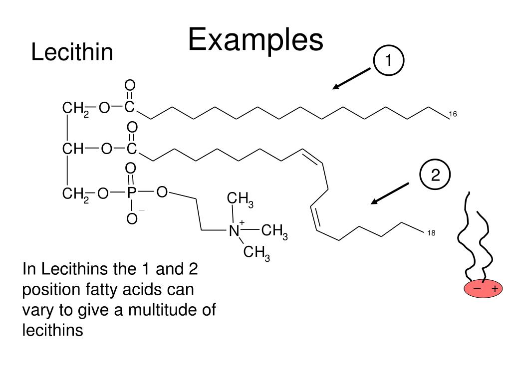 PPT Chapter 21 Lipids PowerPoint Presentation, free download ID1446650