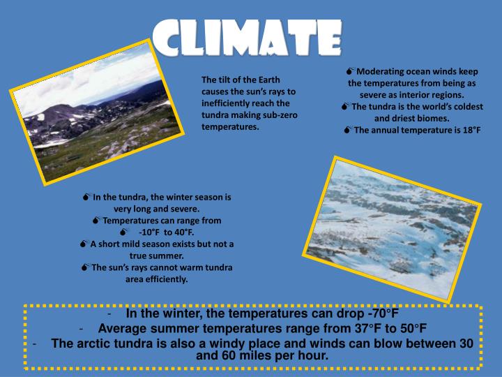 PPT Tundra Biome PowerPoint Presentation ID1447515