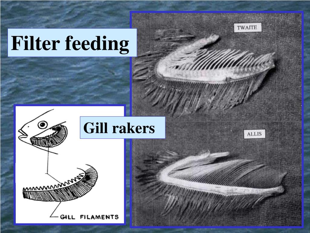PPT Phylum Chordata PowerPoint Presentation, free download ID144891