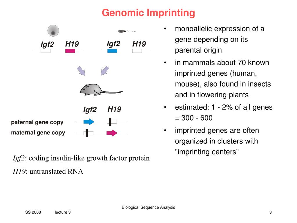 PPT V3 regulation of imprinted genes PowerPoint Presentation, free