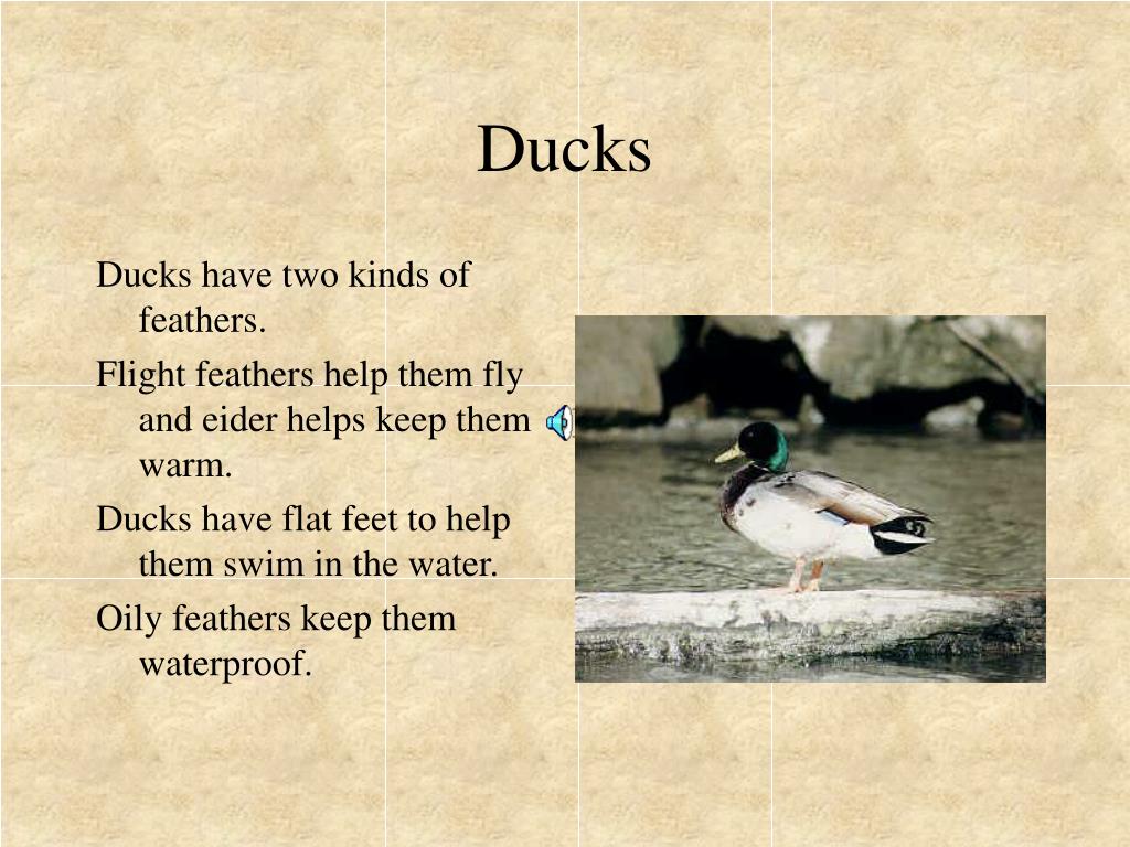 PPT Animal Adaptations PowerPoint Presentation, free download ID144956