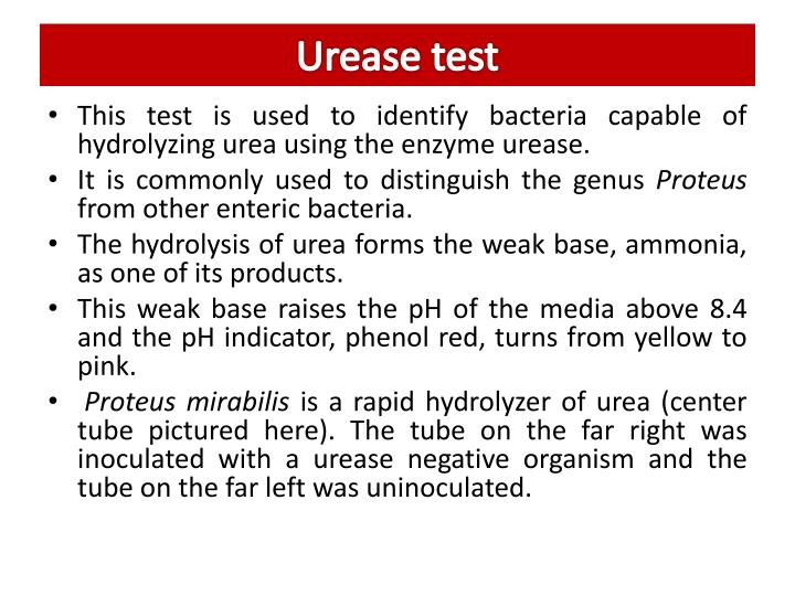 PPT BIOCHEMICAL TEST TO IDENTIFY BACTERIA PowerPoint Presentation
