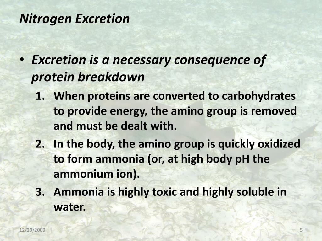 PPT Nitrogen Excretion and Osmotic Regulation in Aquatic Organisms PowerPoint Presentation