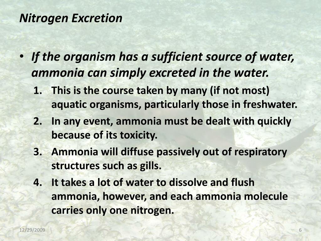PPT Nitrogen Excretion and Osmotic Regulation in Aquatic Organisms PowerPoint Presentation