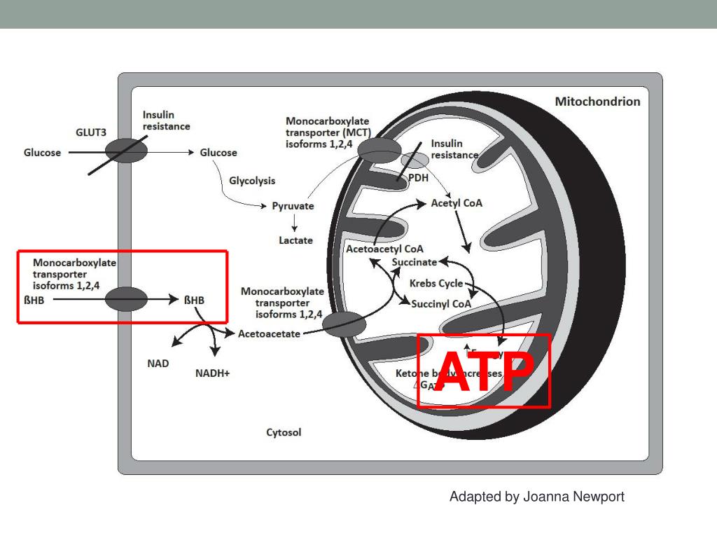 PPT MEDIUM CHAIN TRIGLYCERIDES, Ketone Esters, and ketogenic diets