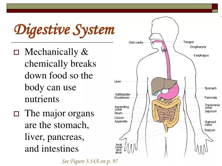PPT Digestive System PowerPoint Presentation, free download ID1451264