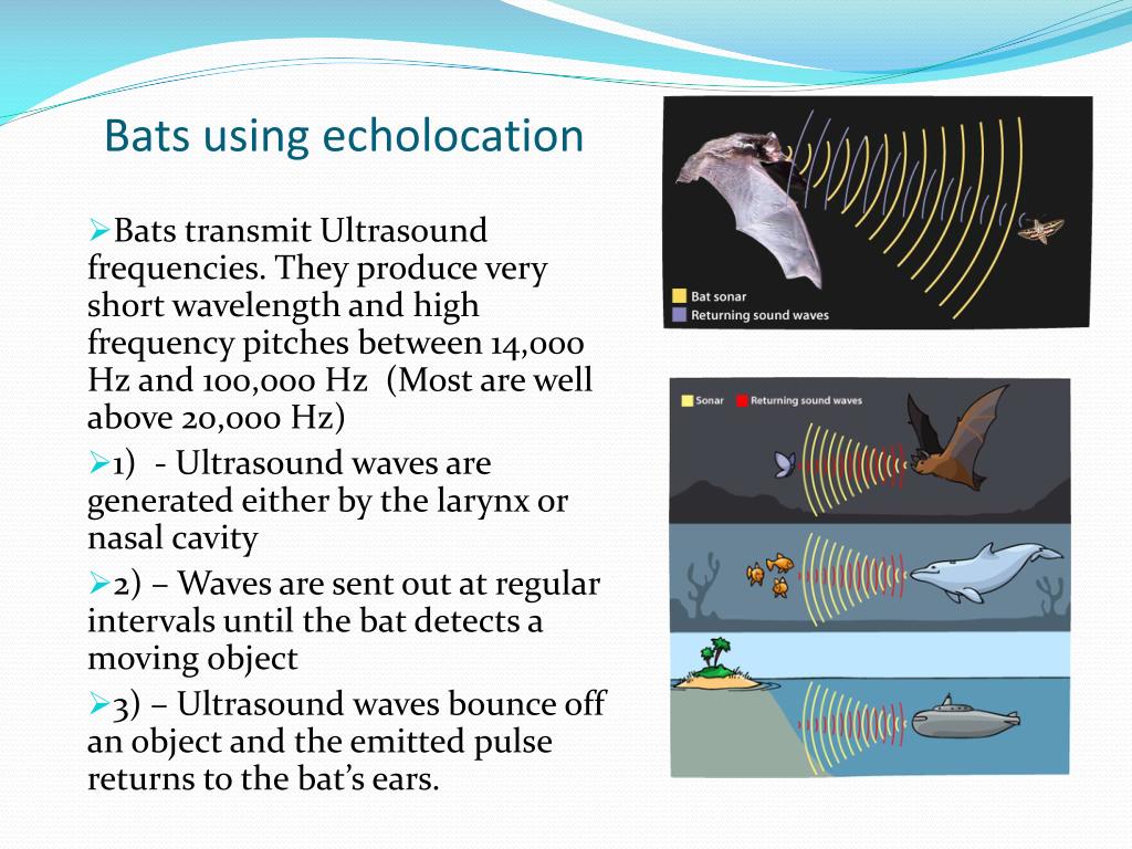 PPT Ultrasound PowerPoint Presentation, free download ID1451781