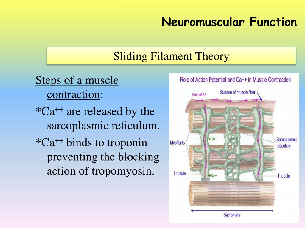 PPT Neuromuscular Function PowerPoint Presentation, free download