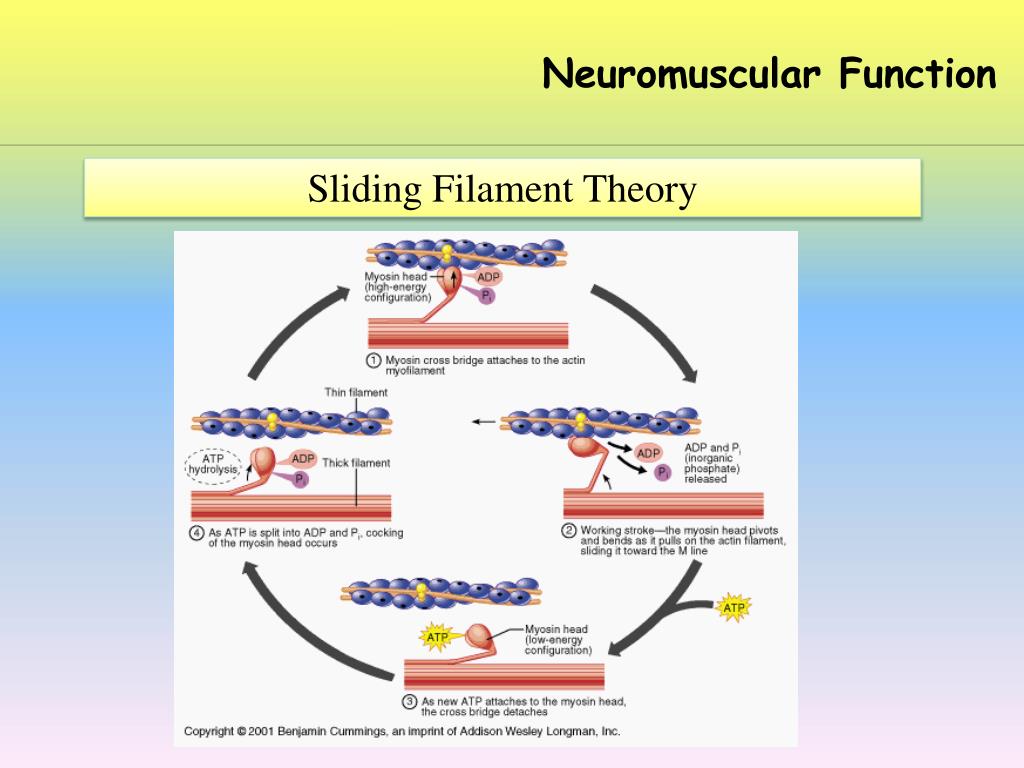 PPT Neuromuscular Function PowerPoint Presentation, free download