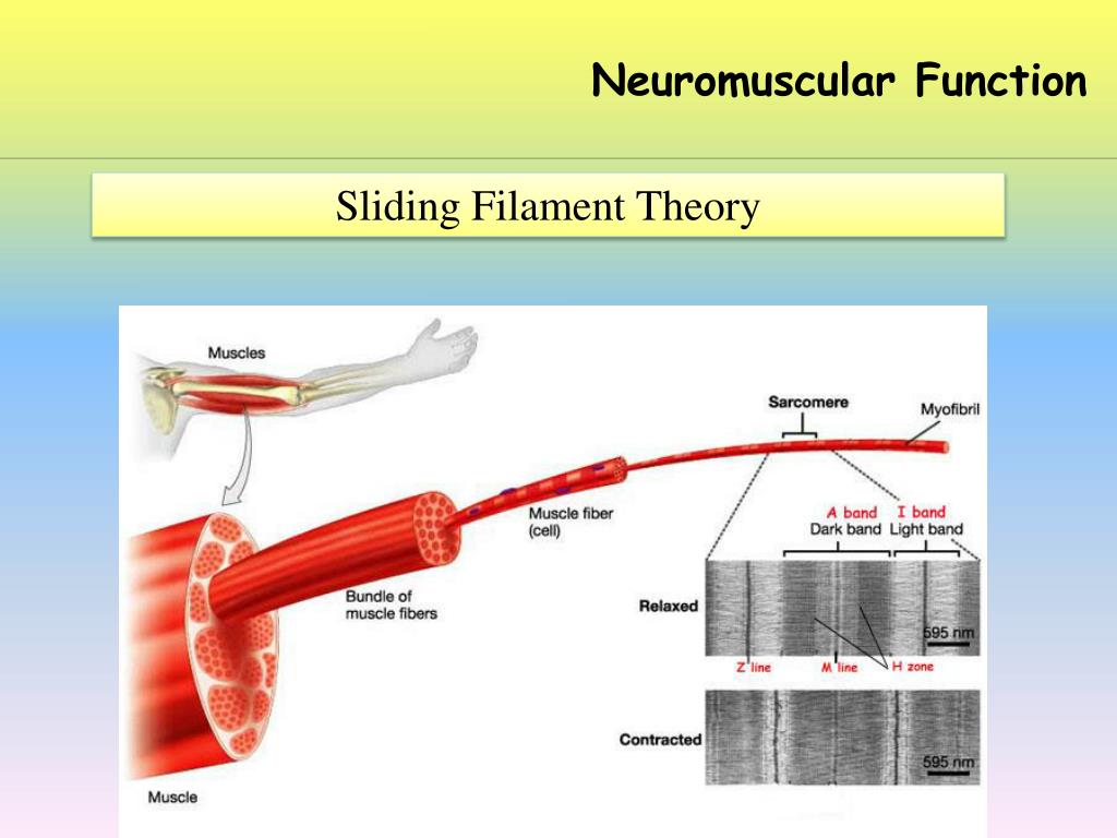 PPT Neuromuscular Function PowerPoint Presentation, free download