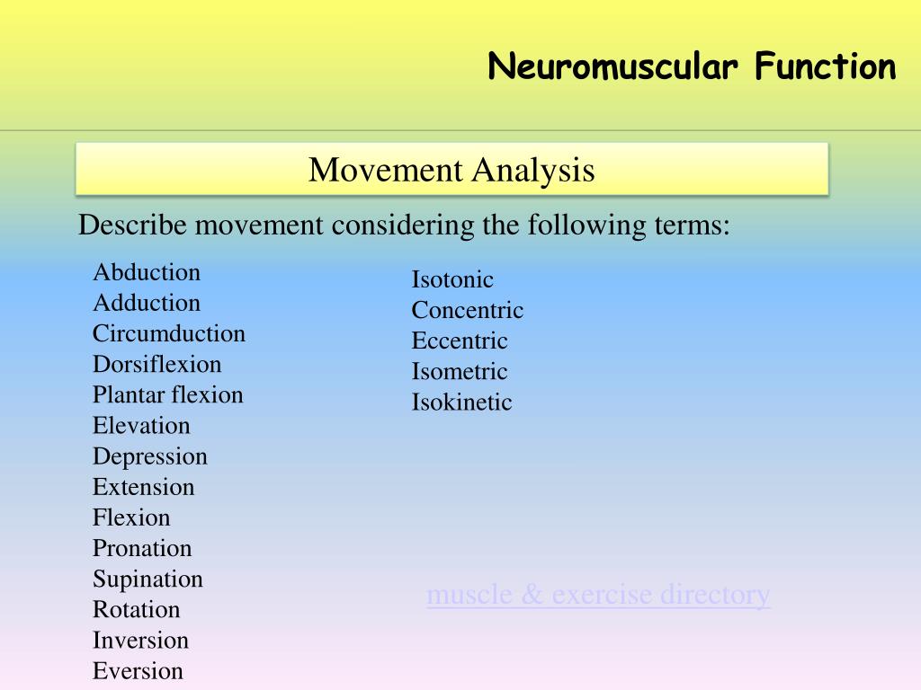 PPT Neuromuscular Function PowerPoint Presentation, free download