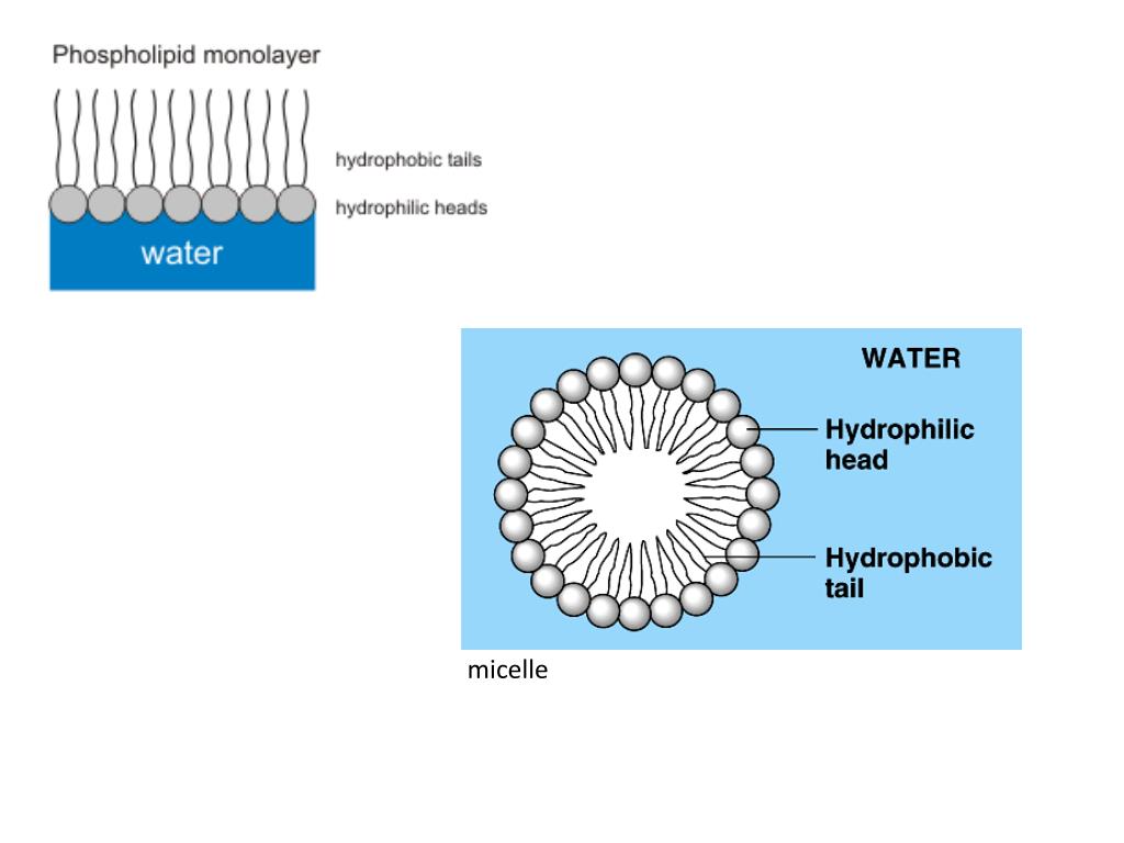 PPT 2.4 MEMBRANES PowerPoint Presentation, free download ID1452450