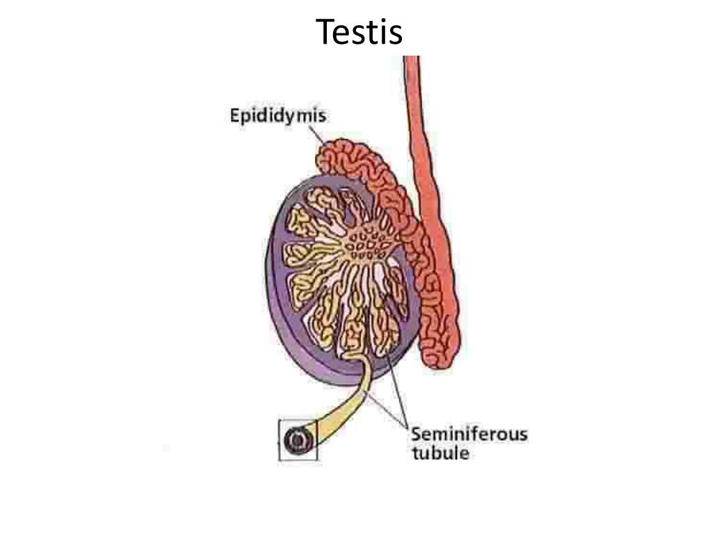 PPT Testis PowerPoint Presentation, free download ID