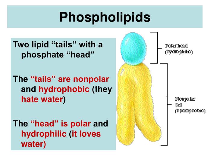 PPT THE CELL PowerPoint Presentation ID1453775