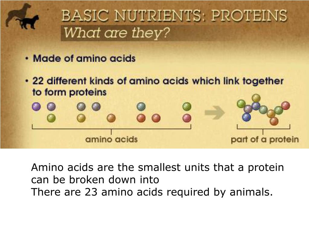PPT Animal Nutrition PowerPoint Presentation, free download ID1454567
