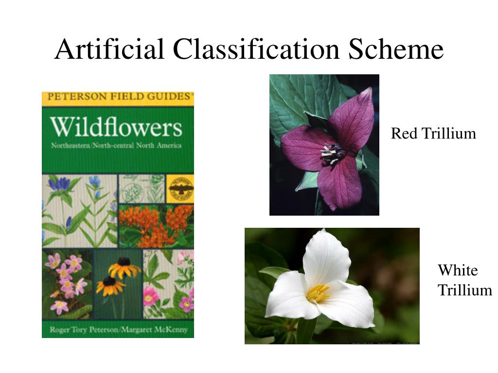 PPT Plant Taxonomy PowerPoint Presentation, free download ID1455437