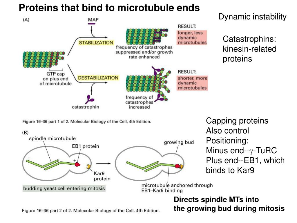PPT Chapter 15 Cytoskeleton Regulation by Accessory Proteins
