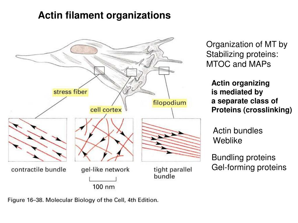 PPT Chapter 15 Cytoskeleton Regulation by Accessory Proteins