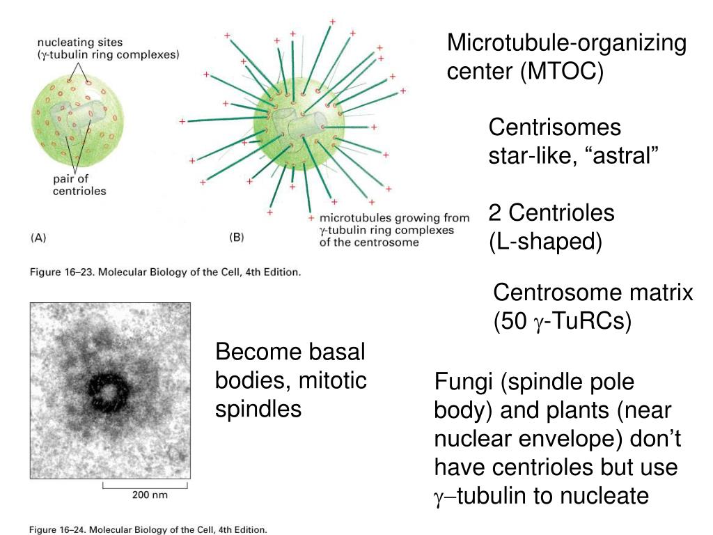 PPT Chapter 15 Cytoskeleton Regulation by Accessory Proteins
