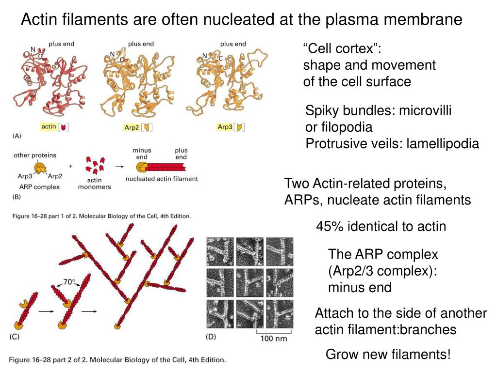 PPT Chapter 15 Cytoskeleton Regulation by Accessory Proteins