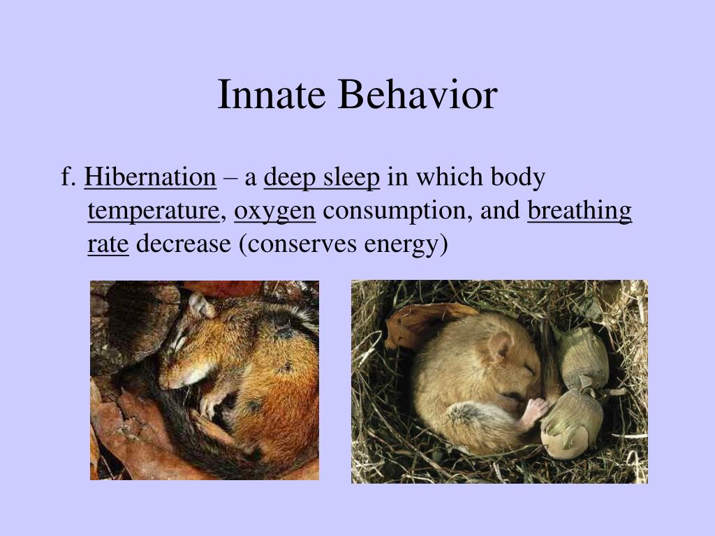 PPT Animal Behavior PowerPoint Presentation, free download ID1455899