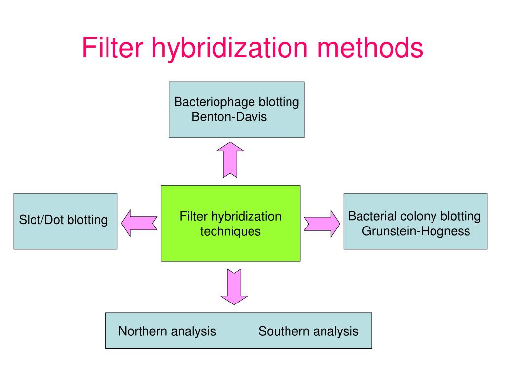 PPT Nucleic Acid Hybridization PowerPoint Presentation, free download