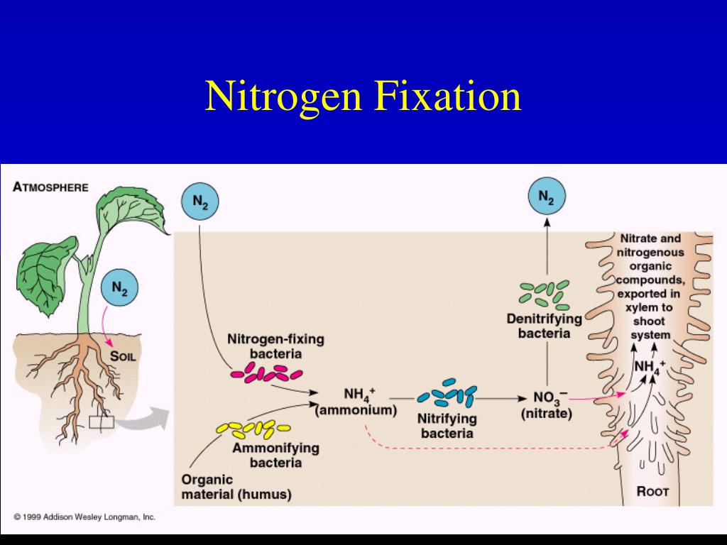 PPT Plant Nutrition PowerPoint Presentation, free download ID1457717